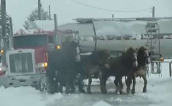 horses