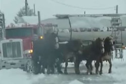 horses