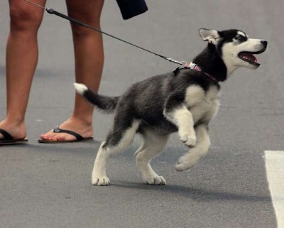 Luna, an 11-week-old actual canine huskie among the Brockway Huskies. Luna was accompanied by Jason McRae of Cortland, NY