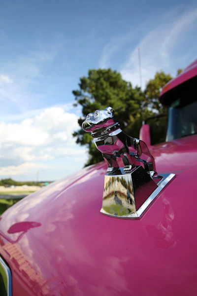 A bulldog in the pink