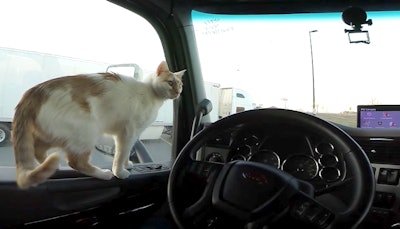 Knight’s traveling companion Spike