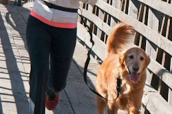 The Buddy System combines a belt and a leash. (Image Courtesy of Amazon)