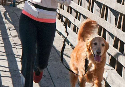 The Buddy System combines a belt and a leash. (Image Courtesy of Amazon)