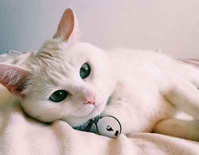 A cat wears the TrackR Bravo GPS pet tracker.
