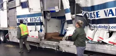 Damaged Brook Ledge Horse Transportation trailer