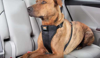 Tru-Fit harness keeps your dog safe in your truck or car.