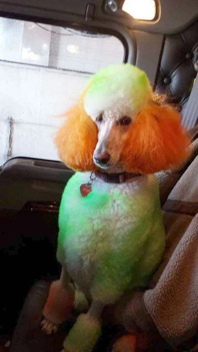Carol Schneider's poodle rides along with her and her husband. (Image Courtesy of Carol Schneider)