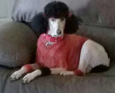 Carol Schneider’s poodle is dyed to match her truck. (Image Courtesy of Carol Schneider)