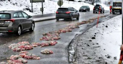Animal parts on a highway in Norway. (Photo from The Local)