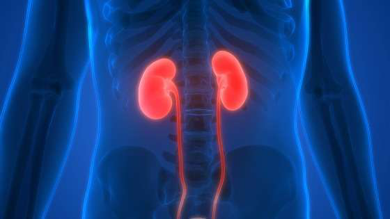 Kidneys
