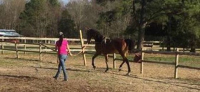 Meadows waling her rescue horse Sunny around the ring. (Image Courtesy of Rebekah Meadows)