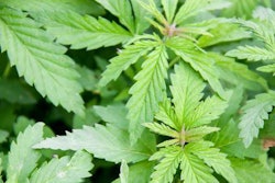 marijuana