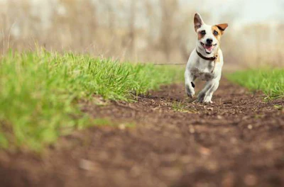 Dog running