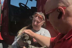 ridealong-cat