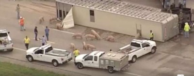 texas-pigs