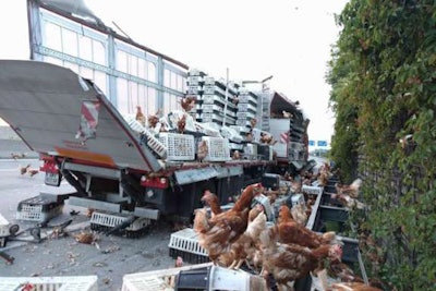 Some of the 7,500 chickens spilled onto an Austrian highway Tuesday. (Saint Florian Fire Brigade photo)