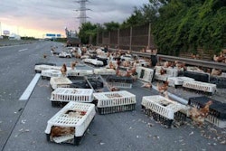 chickens-2