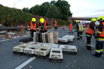 Members of the Saint Florian Fire Brigade round up chickens on an Austrian highway Tuesday. ((Saint Florian Fire Brigade photo))