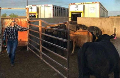 Jessica Loree loads up cattle into her trailer.