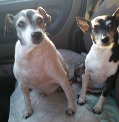 Pepper and Max won second place.