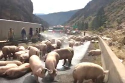 I-70-Pigs