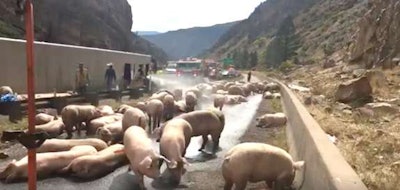 I-70-Pigs