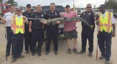 Tuscaloosa police and others show off the alligator they trapped from under a truck (Tuscaloosa PD photo)