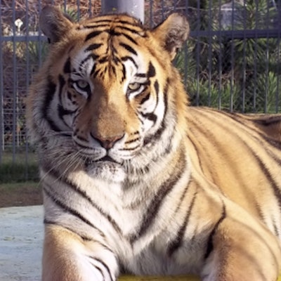 Tony the Tiger (Image courtesy of Tiger Truck Stop)