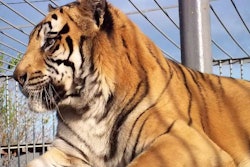 tony-tiger