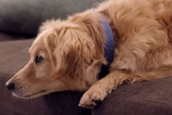 dart-dog-video