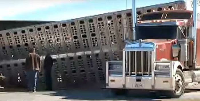 cattle-hauler-crash