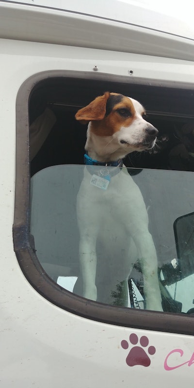 Chloe, Brackbill’s Beagle/Foxhound resuce, travels over the road with her. (Image Courtesy of Donna Brackbill)
