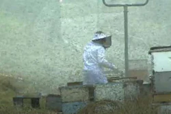 bees