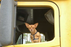 dogs-are-good-for-you