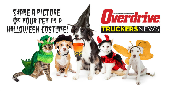 halloween-pets