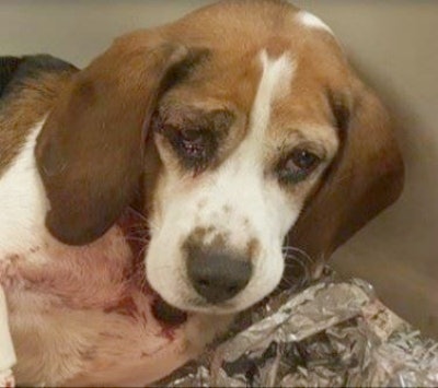 One of the beagles rescued by a trucker on I-81 last week (BCHS photo)