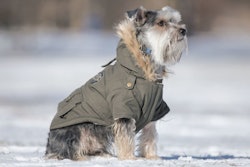 canada-pooch-2