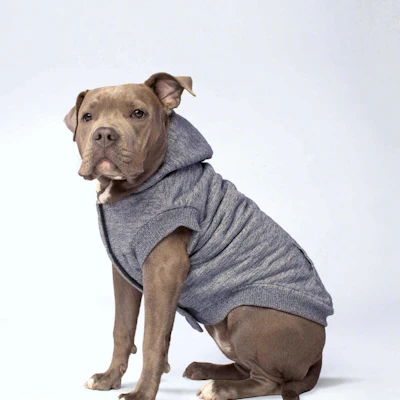 Canada Pooch hoodie. $41