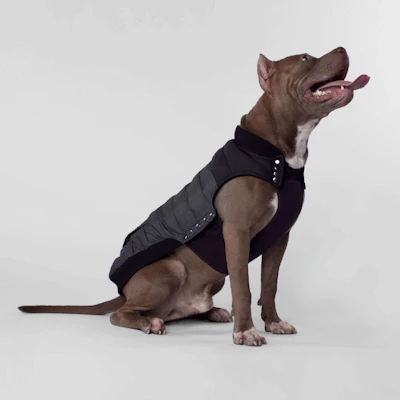 Summit Stretch vest from Canada Pooch $42