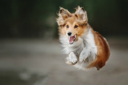 dog-leaping