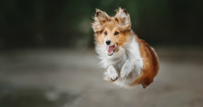 dog-leaping