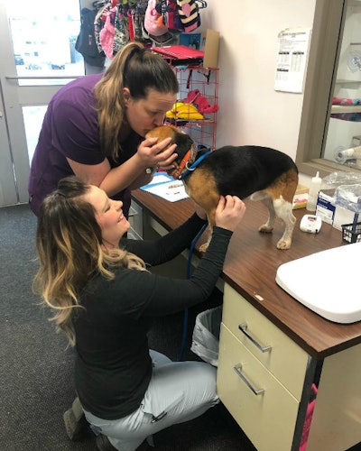 Staffers from the Broome County Humane Society comfort one of the beagles rescued by a truck driver from I-81 last week. (BCHS photo)