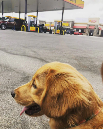 Love’s has opened four dog parks. (Love’s photo)