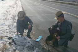 nys-police-dog-rescue