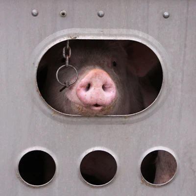 Livestock Hauler Hauling Pigs