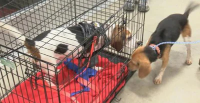 Trooper (left) and Adam were reunited forthe first time after having been dumped on I 81 in New York earlier this month.
