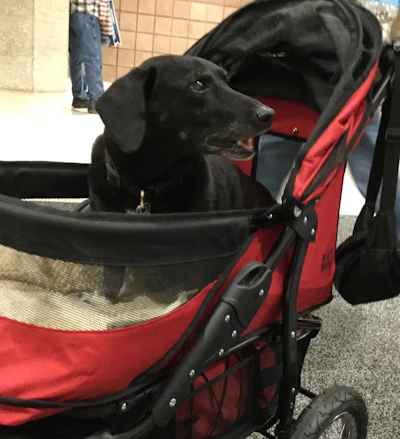 Peaches got chauffeured around the show Saturday morning.