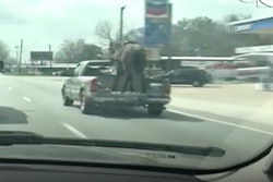 horse-pickup
