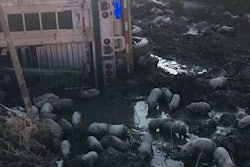 i-70-piglets