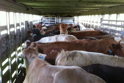 Zach-Cattle-Hauling-3